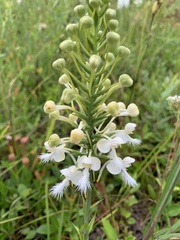 Platanthera blephariglottis