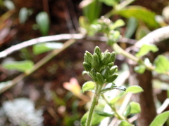 Cyanthillium cinereum