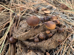 Deconica