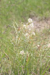 Asclepias subverticillata