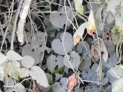 Asarum caudatum