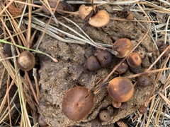 Deconica