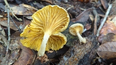 Tricholomopsis
