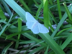 Idaea tacturata