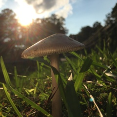Amanita vaginata