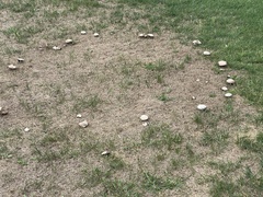 Agaricus campestris