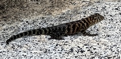 Sceloporus orcutti