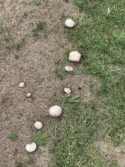 Agaricus campestris