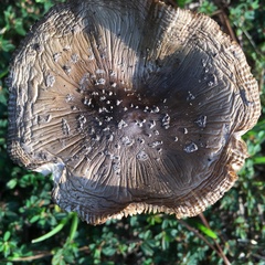 Amanita vaginata