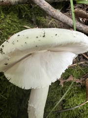 Amanita magnivelaris