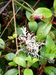 Evernia mesomorpha