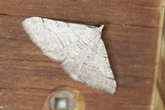 Digrammia pallorata