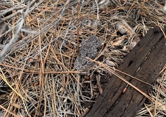 Crotalus oreganus helleri