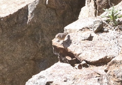 Salpinctes obsoletus