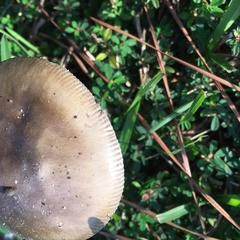 Amanita vaginata