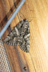 Catocala verrilliana