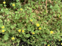 Ivesia saxosa