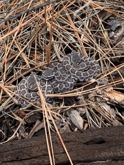 Crotalus oreganus helleri