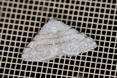 Digrammia pallorata