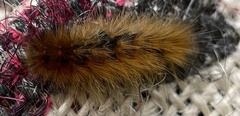 Lophocampa argentata