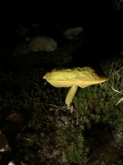 Retiboletus ornatipes