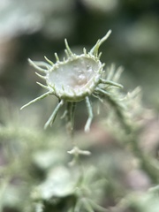 Usnea strigosa