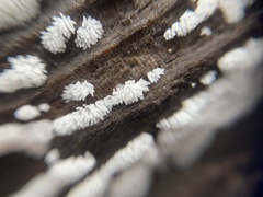Ceratiomyxa