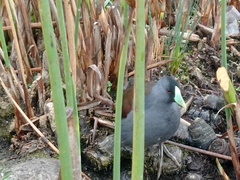 Porphyriops melanops