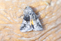 Copanarta aurea