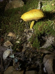 Retiboletus ornatipes