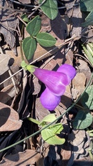 Phaseolus filiformis