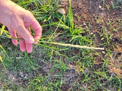 Tridens albescens