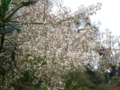 Valeriana microphylla