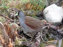 Porphyriops melanops