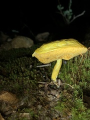 Retiboletus ornatipes