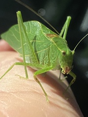Tettigoniidae