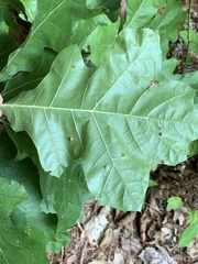 Polystepha globosa