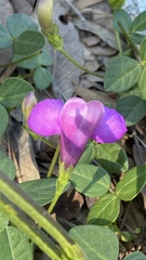 Phaseolus filiformis