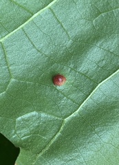 Polystepha globosa