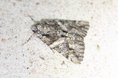 Catocala verrilliana