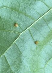 Polystepha globosa