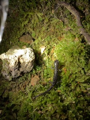 Plethodon albagula