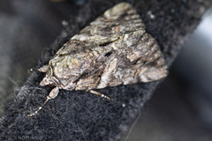 Catocala verrilliana