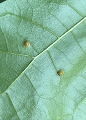 Polystepha globosa