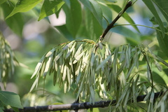Fraxinus albicans