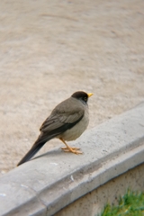 Turdus falcklandii