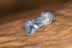 Copanarta aurea