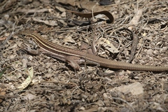 Aspidoscelis sonorae