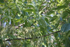 Fraxinus albicans