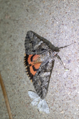 Catocala verrilliana